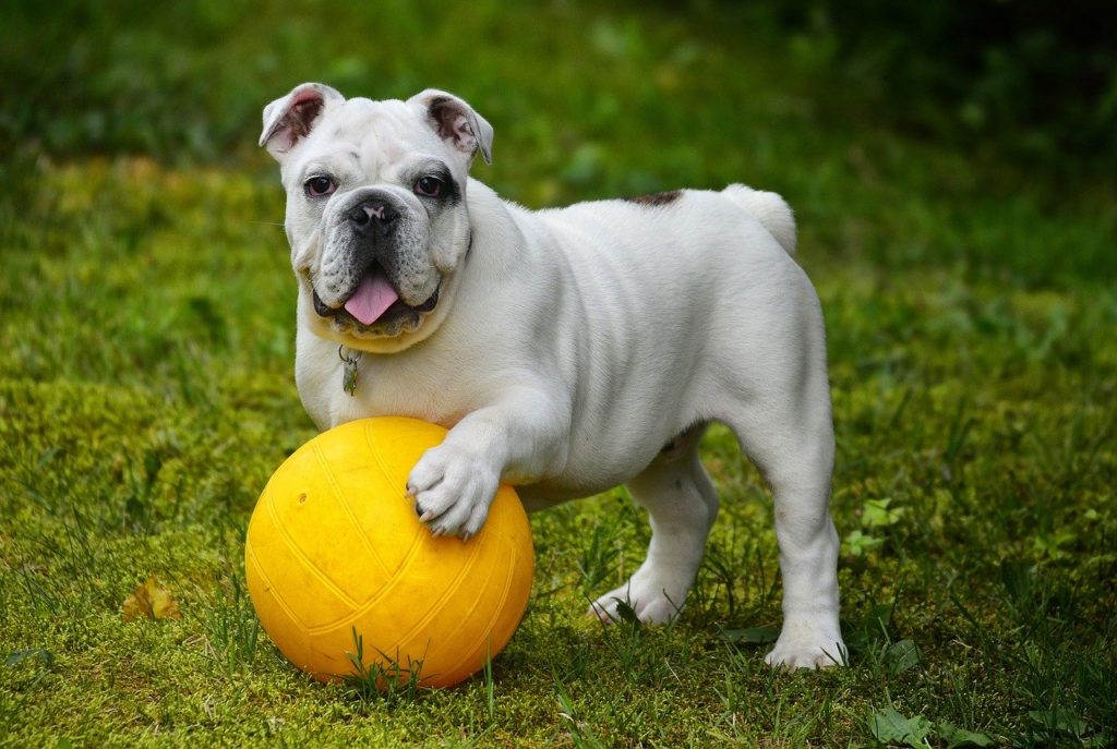 The 11 Best Apartment Dog Toys: Indoor Toys For Your Best Friend, small apartment, essentials, toys, english bulldog, bulldog, dog