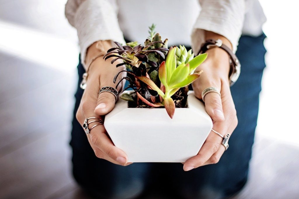 succulents, hands, woman